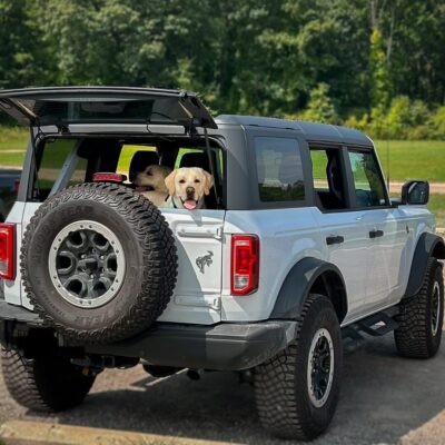 Dog in the back of the Bronco Livonia, MI